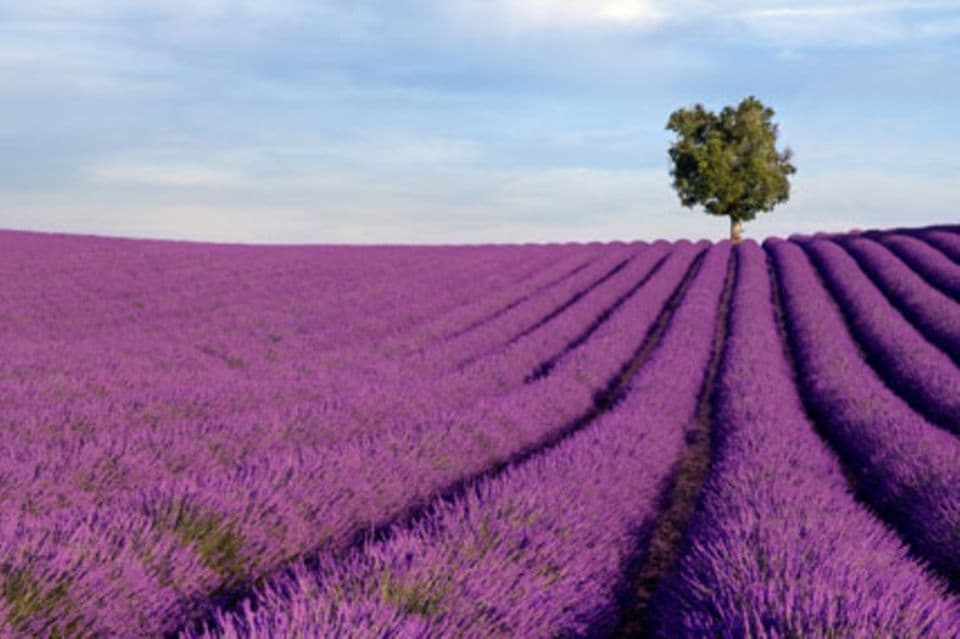 Himmlisches Farbenmeer: die Lavendelroute ist im Hochsommer eine Wucht