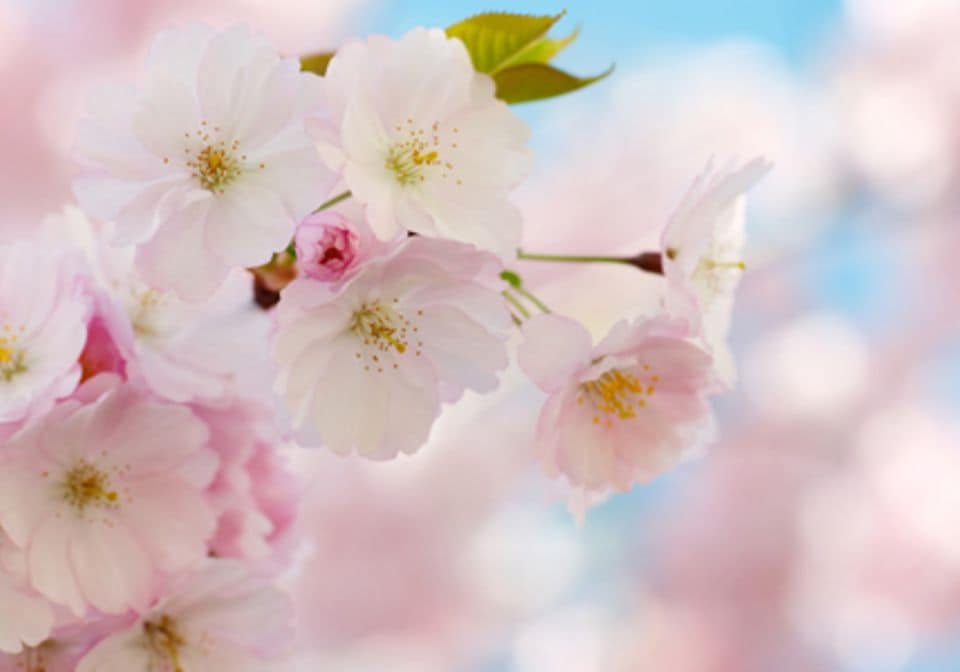 Zwischen März und April blüht in Japan die Kirsche