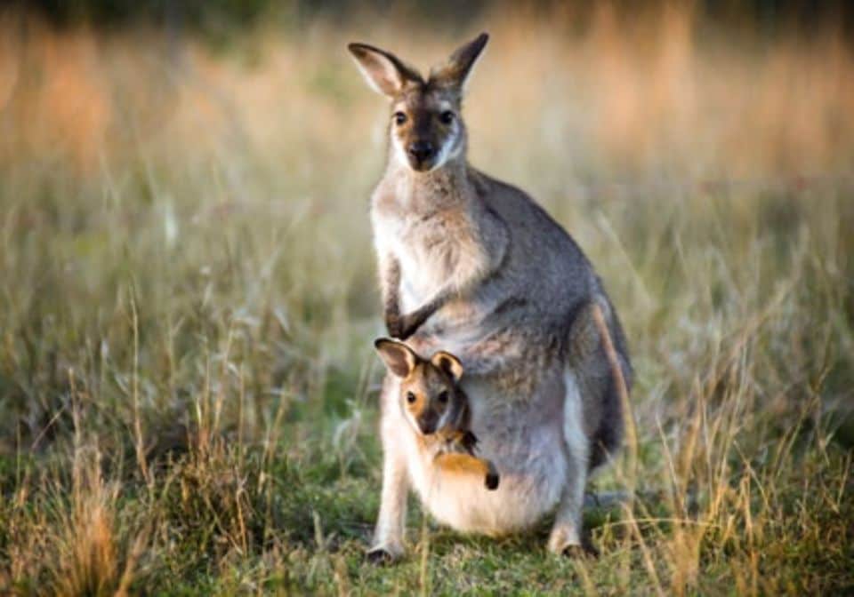 Es ist das bekannteste Beuteltier Australiens, das Känguru.