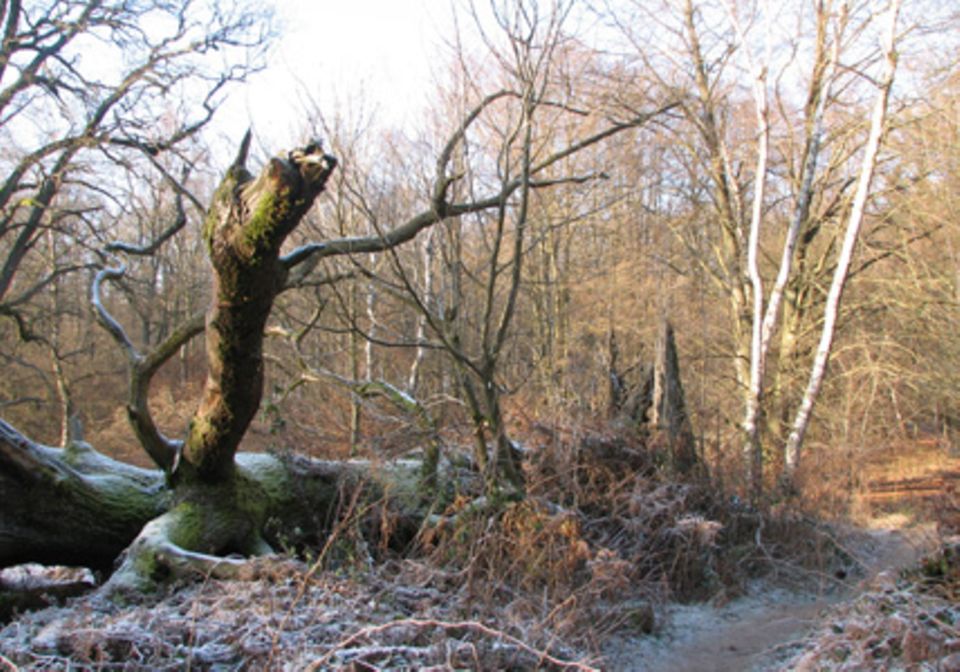 Geheimnisvoll: im Urwald Sababurg gibt es bis zu 1000 Jahre alte Eichen.
