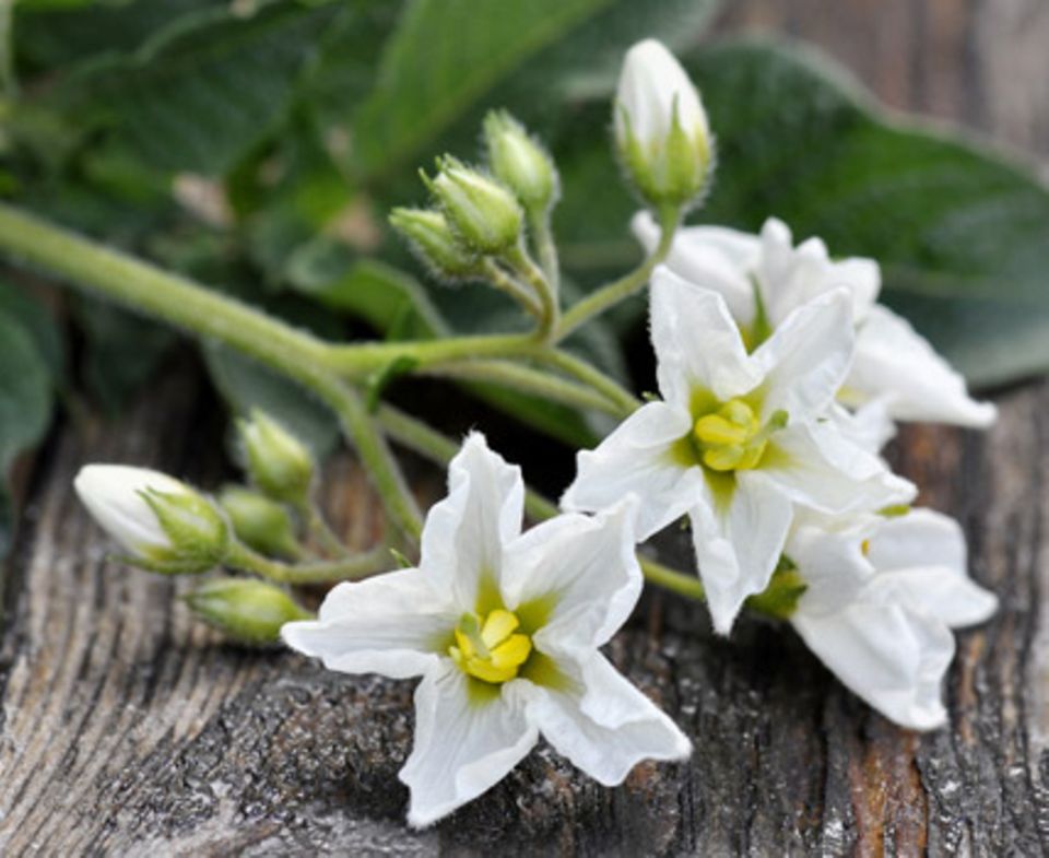 Kartoffeln haben je nach Sorte leuchtend weiße oder leicht bläuliche Blüten.