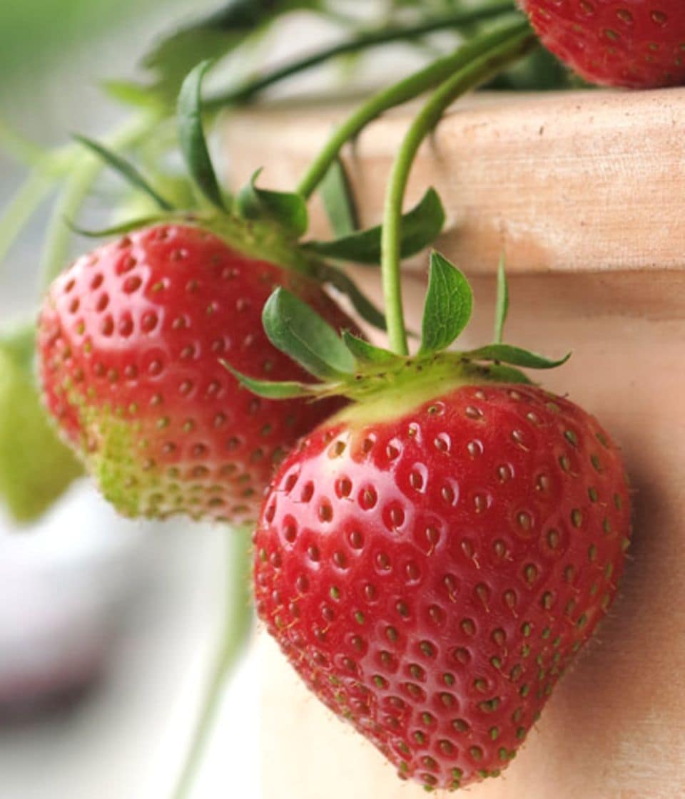 Erdbeeren sind nicht nur lecker, sondern sind auch perfekt für Hobbygärtner, die zum ersten Mal einen Balkongarten anlegen.