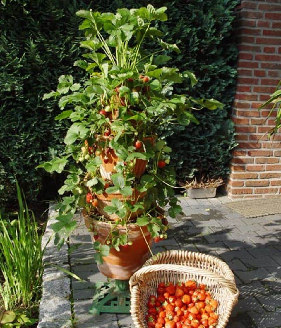 Hochhaus im Balkongarten: Tontöpfe lassen sich übereinander stapeln und z.B. mit Erdbeeren bepflanzen. Foto: T. Hess