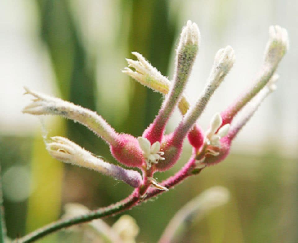 Es wird schnell klar, weshalb Anigozanthos flavidus auch Känguru-Pfote heißt. Die Pflanze liebt sonnige Plätze.