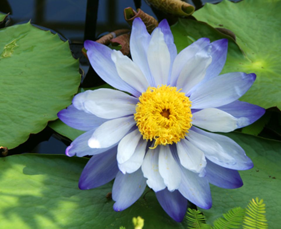 Tropische Seerosen begeistern oft mit blauen Blüten und sind in den meisten Tropenhäusern zuhause. Foto. Hess