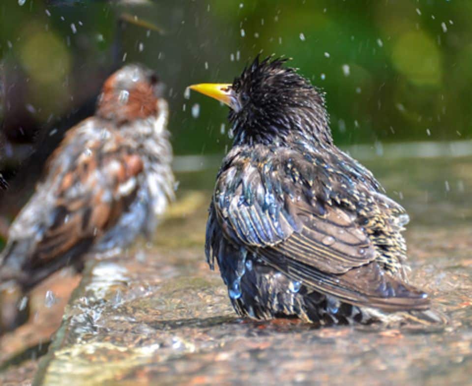 Zum Baden stehen die Vögel im Wasser und schaufeln es sich mit dem Flügeln über den Rücken. Foto: Shutterstock