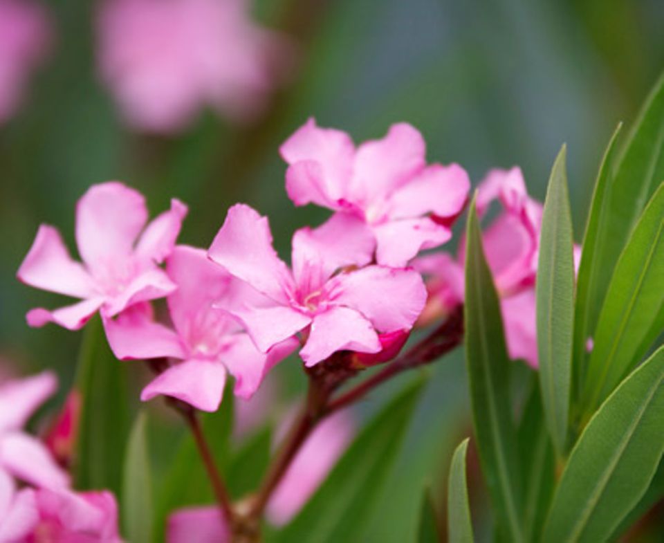 Oleander gehört zu den beliebtesten Mittelmeerpflanzen überhaupt. Foto: Shutterstock