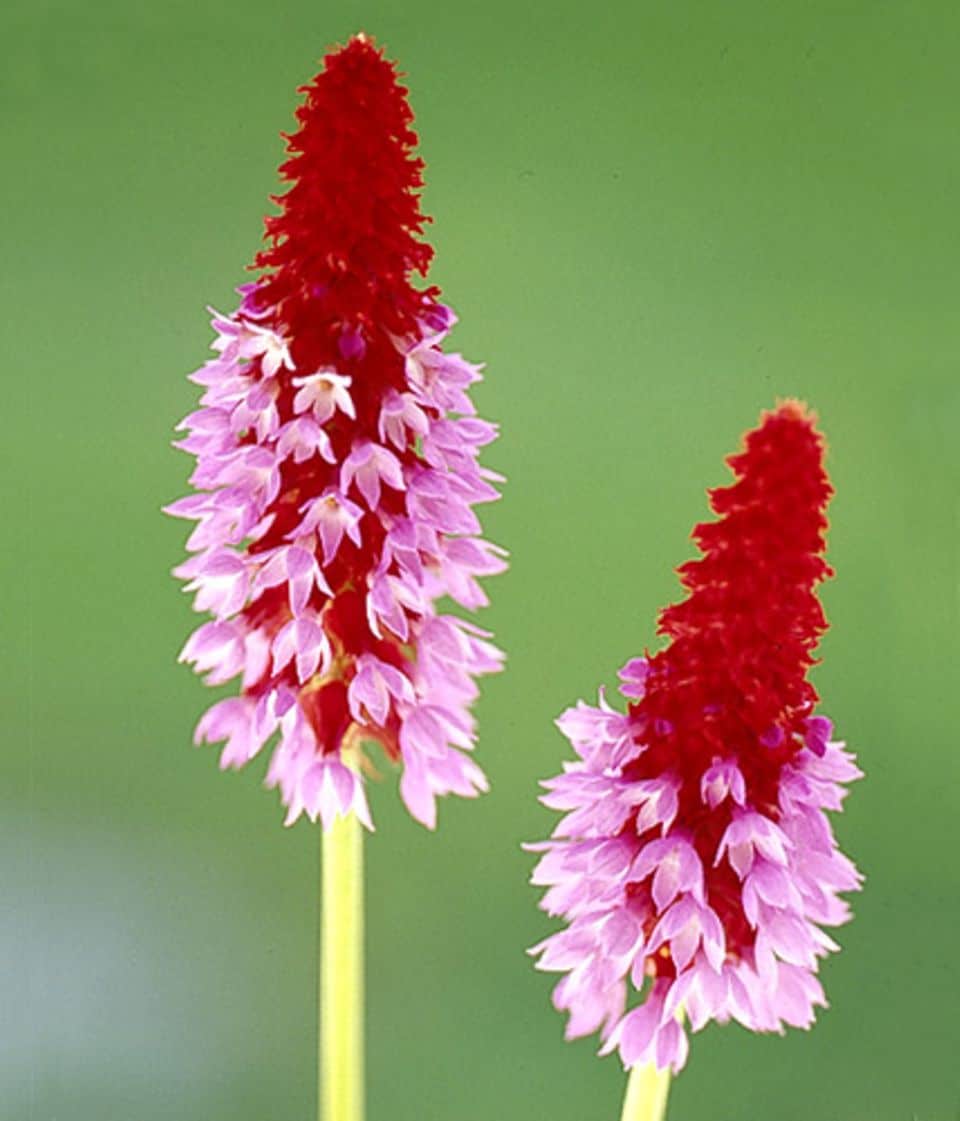 Orchideenprimel