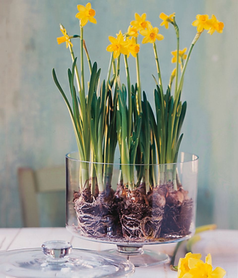 Narzissen im Glas Bild 10 [LIVING AT HOME]