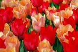 Einfache frühe Tulpen