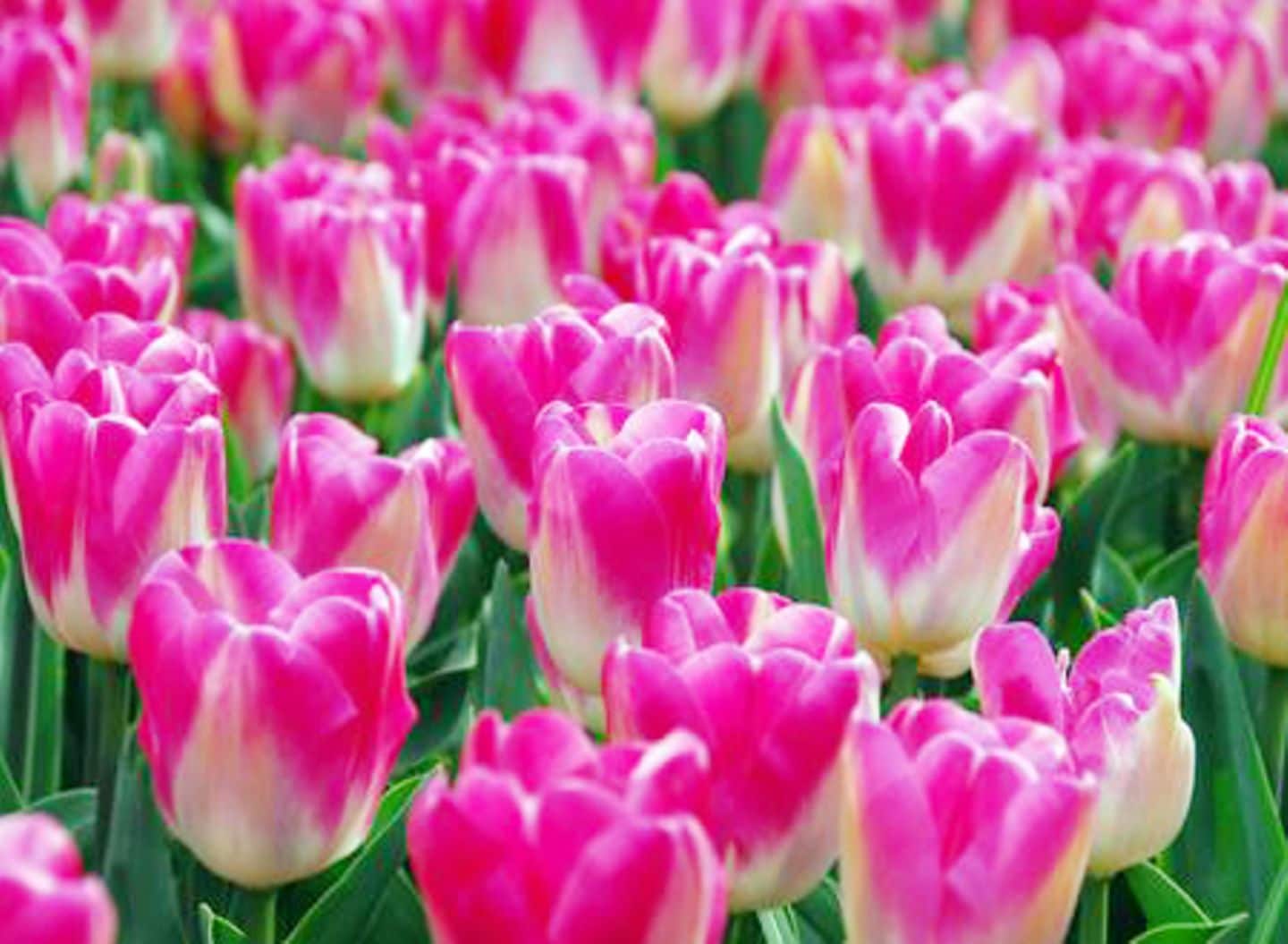 Einfache späte Tulpen