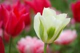 Viridiflora-Tulpen