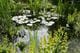 Naturteich, formaler Teich, Schwimmteich unsere Tipps [LIVING AT HOME]