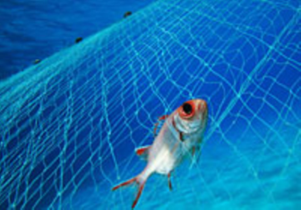 Neuheiten &amp; Trends: Problem: Überfischung