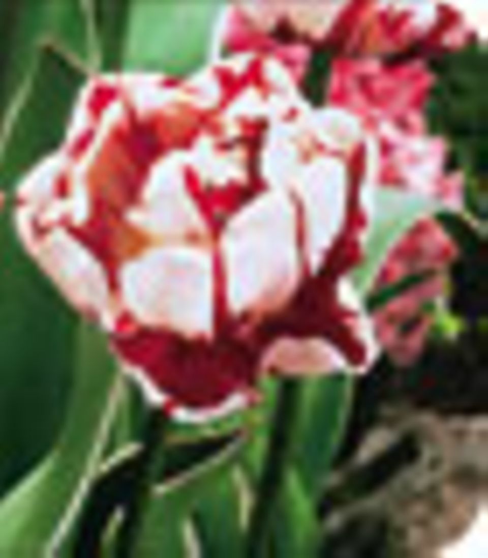 Magazin: Ideen für den Tulpenfrühling