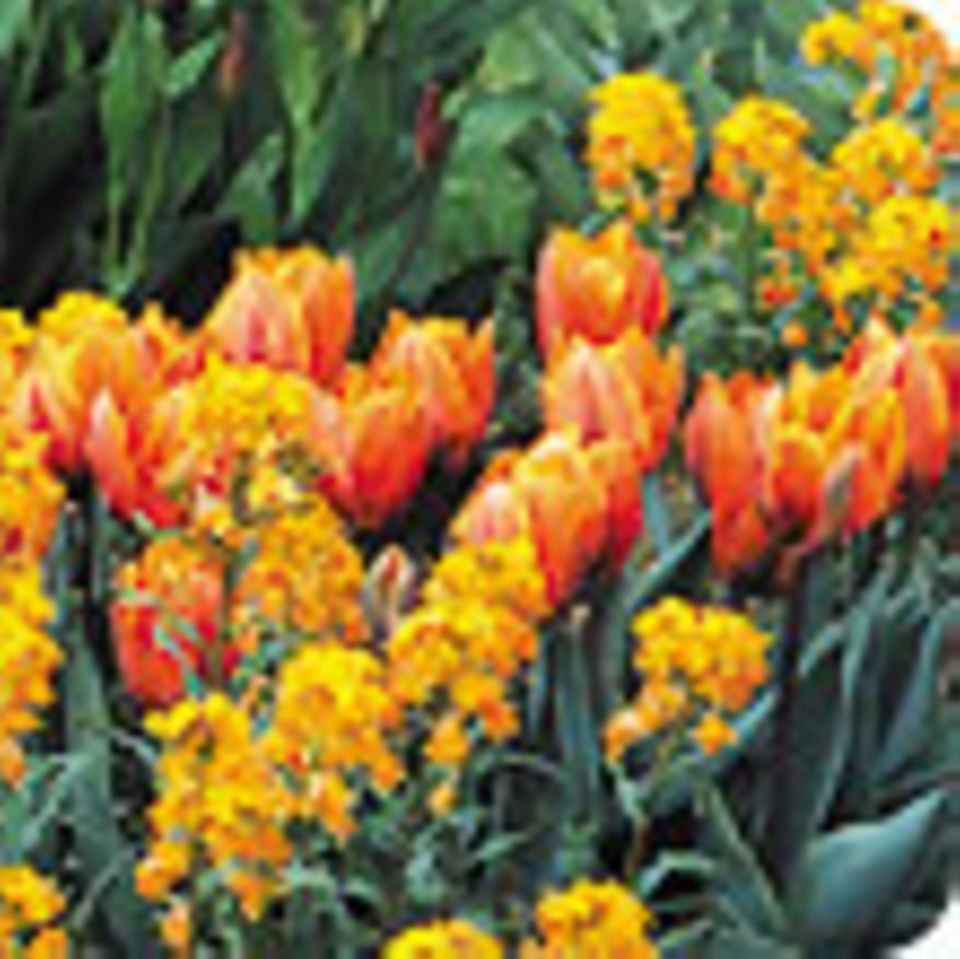 Magazin: Ideen für den Tulpenfrühling: Gut kombiniert - starke Partner für Ihre Tulpen