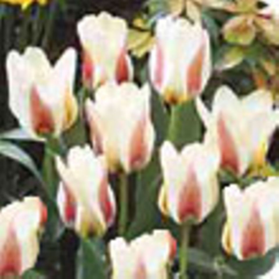 Magazin: Ideen für den Tulpenfrühling: Blütenfeuerwerk im Frühjahr
