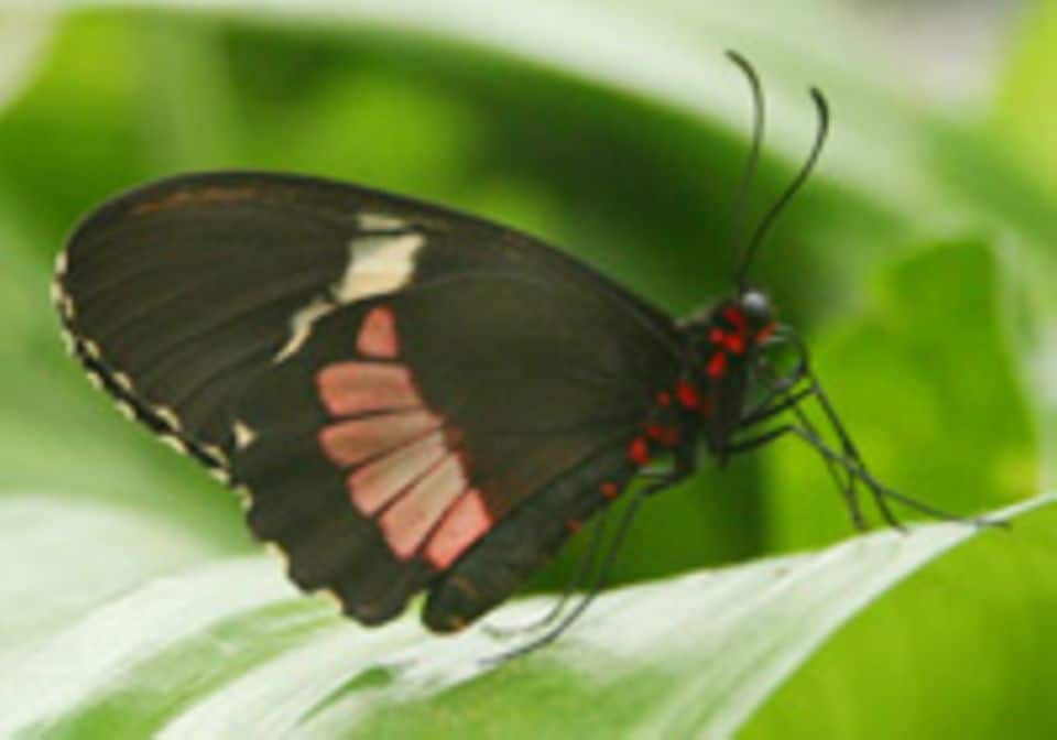 NEUHEITEN &amp; TRENDS: Tropische Schmetterlinge