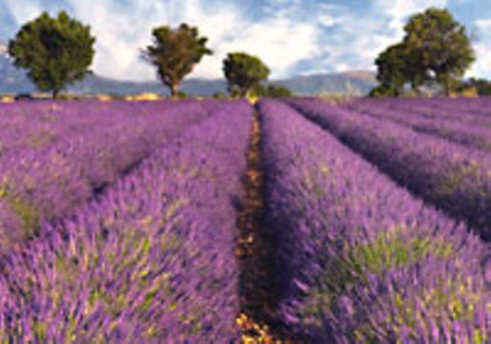 WOHNSTIL: Blühendes Lavendelfeld in der Provence