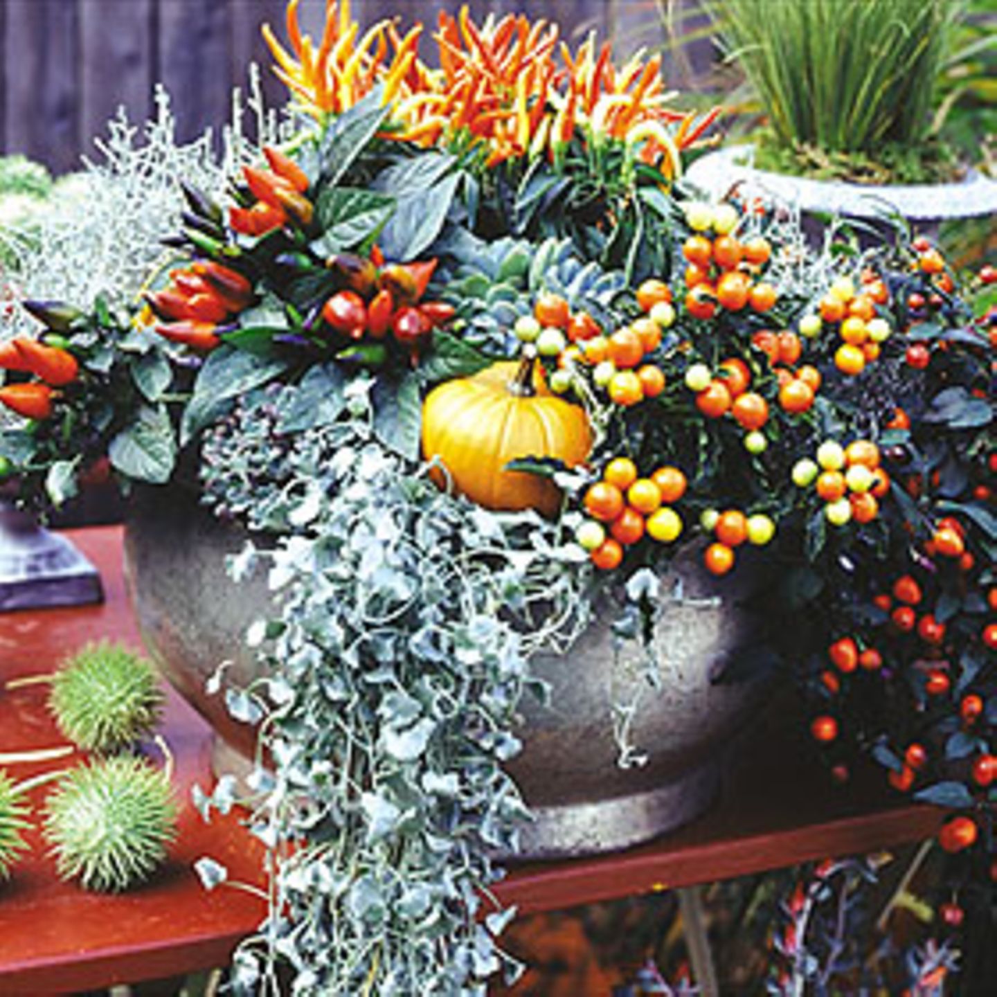 Prachtmischung Hier glühen die Rot- und Orangetöne um die Wette. In dem Topf sind Zierpaprika in unterschiedlichen Formen mit Beeren- und Blattschmuckpflanzen vereint.