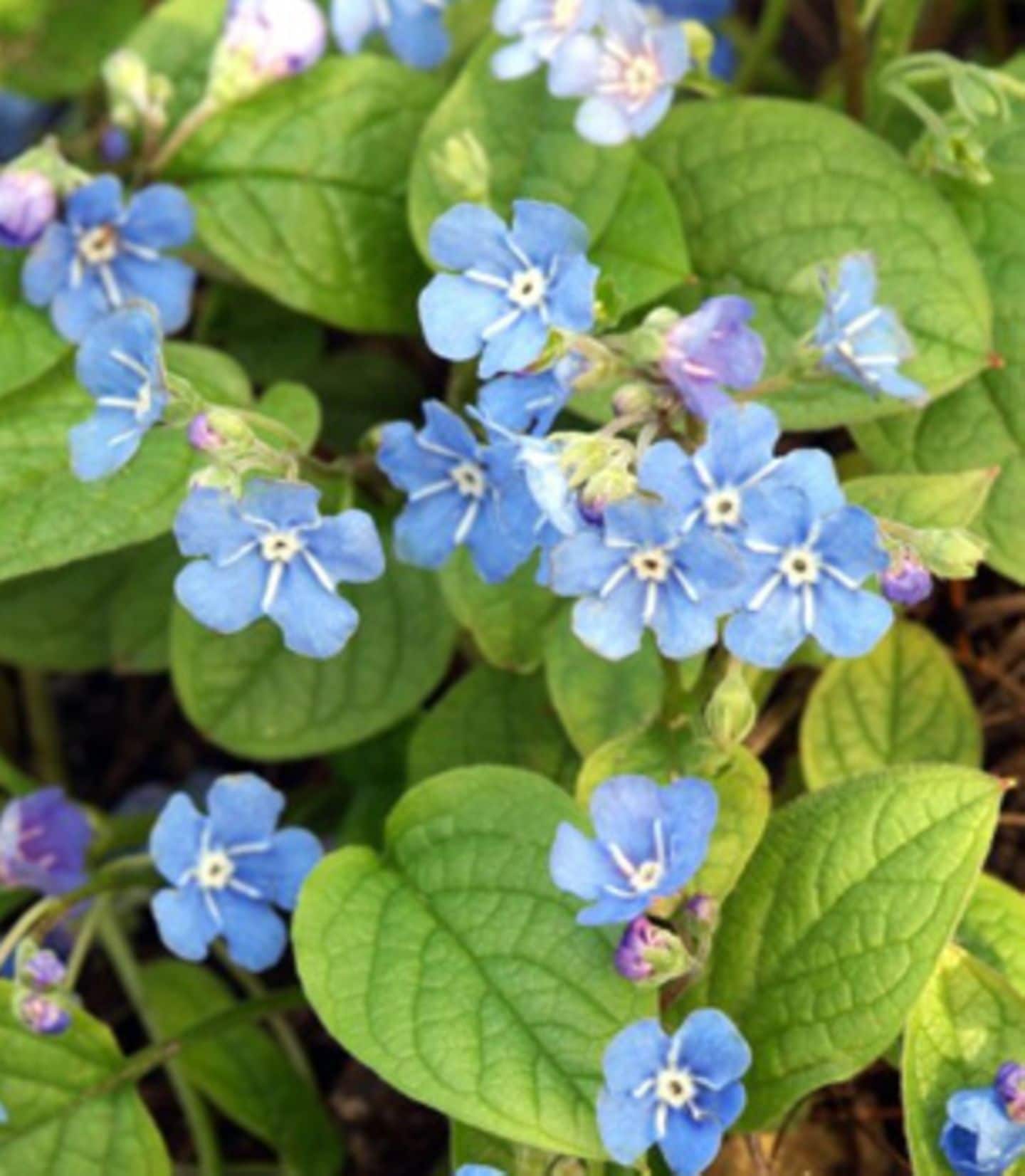 Blaue Blüten statt karger Erde - Bild 3