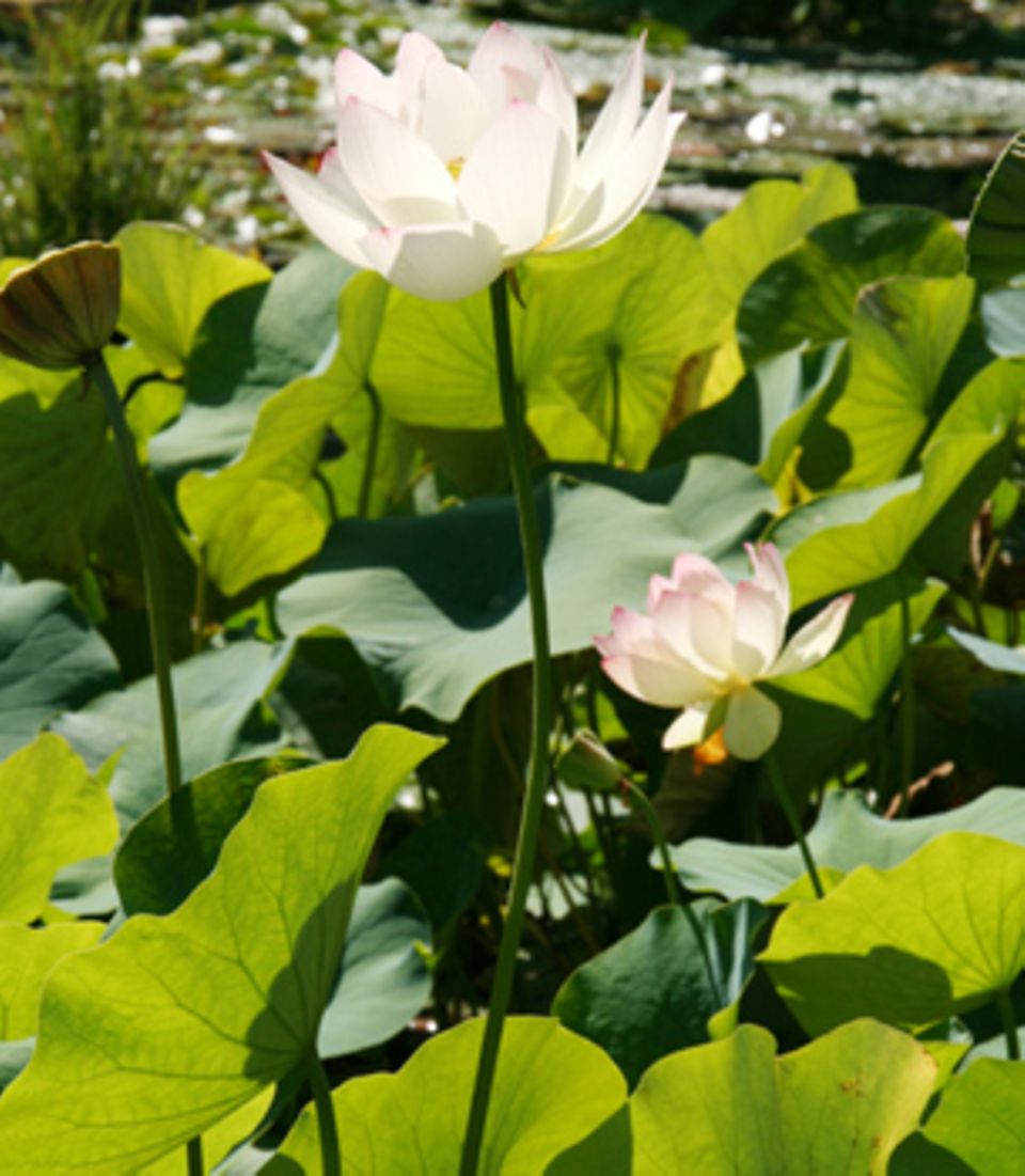 Lotos-Blüten stehen an langen Stielen hoch über ihren sattgrünen Blättern. Lotus ist in Asien ein Symbol der Reinheit.