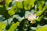 Lotos-Blüten stehen an langen Stielen hoch über ihren sattgrünen Blättern. Lotus ist in Asien ein Symbol der Reinheit.
