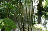 Klein-Amazonien: Im Tropicarium wachsen Mangroven und andere exotische Wasserpflanzen.