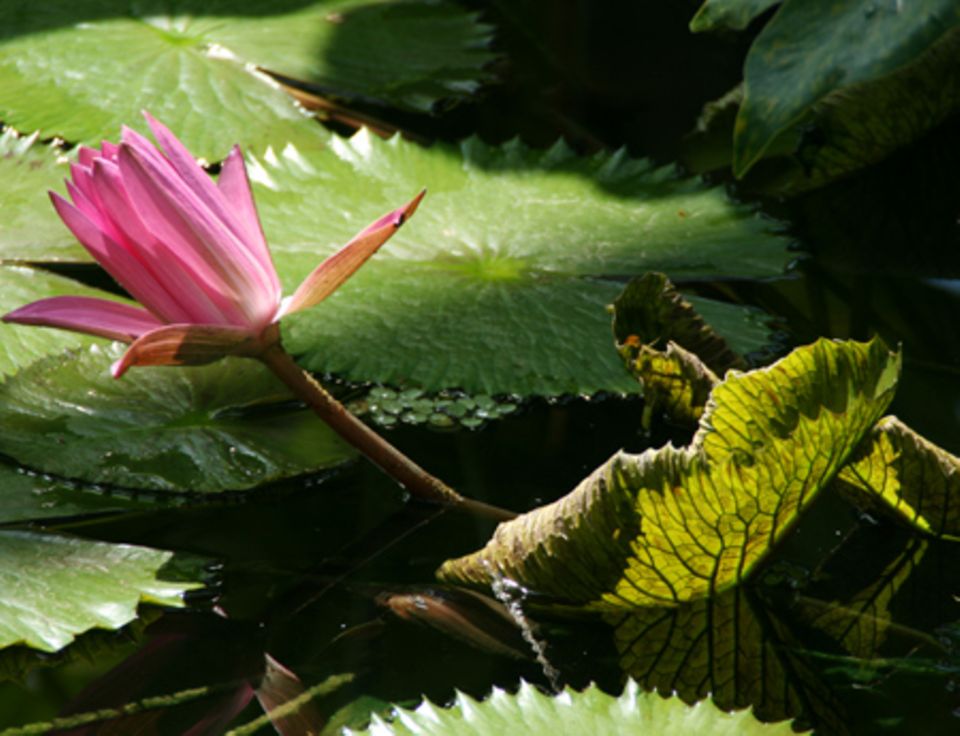 Tropische Seerosen überzeugen nicht nur durch ihre Blüten, sondern bieten auch tolle Licht- und Schattenspiele!