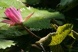 Tropische Seerosen überzeugen nicht nur durch ihre Blüten, sondern bieten auch tolle Licht- und Schattenspiele!