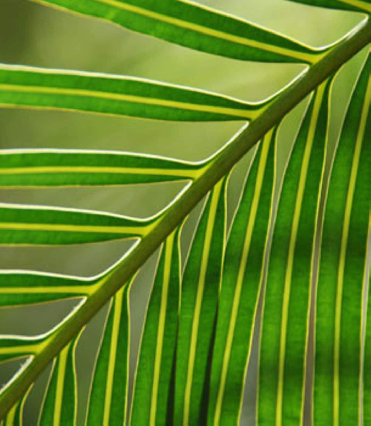 Palmen zaubern mit ihren Wedeln die schönsten Muster und Strukturen.