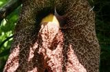 Blüten in Hülle und Fülle. So wie diese handtuchgroße Blüte einer Pfeifenwinde (Aristolochia gigantea).