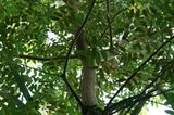 Ein Mahagonie-Baum.