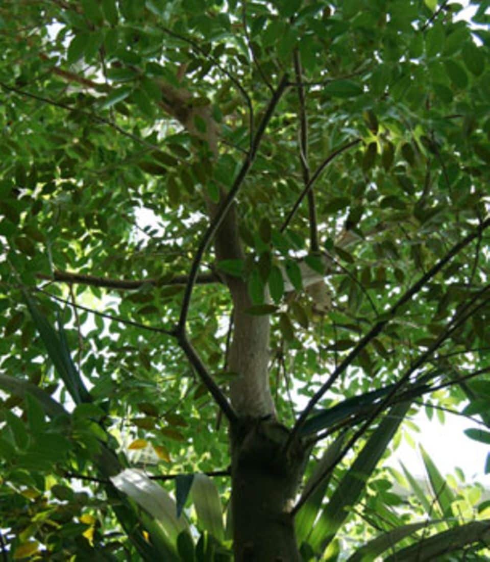 Ein Mahagonie-Baum.