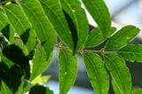 Neem-Blätter: Rohstoff für biologische Pflanzenschutzmittel.
