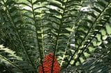 Der Brotbaumfarn (Encephalartos ferox) schützt sein zartes Inneres mit harten, stachligen Wedeln.