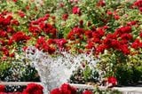 Rosen-, Rhododendron-, Stauden- oder Steingarten: In den Themengärten bekommt man Anregungen für den eigenen Garten.