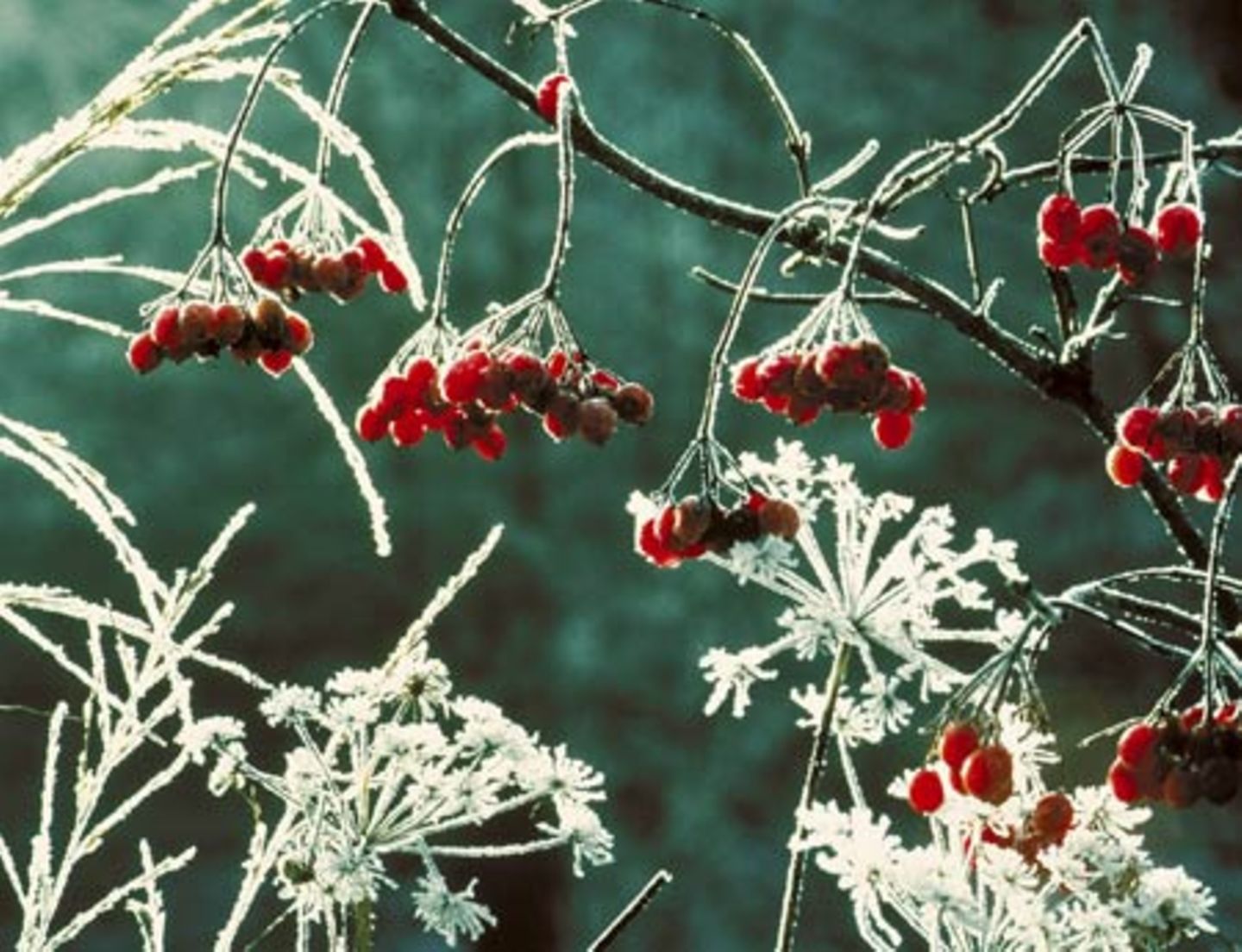 Winterzauber im Garten Inspirationen aus dem winterlichen Garten