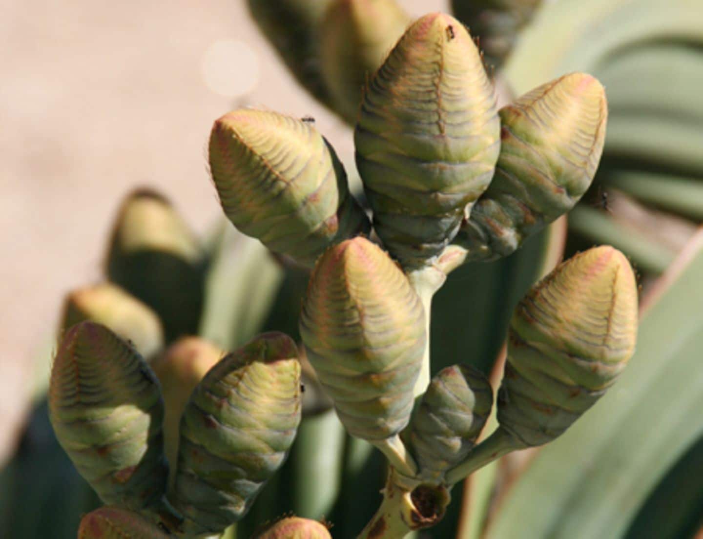 Bei Welwitschia gibt männliche und weibliche Pflanzen. Die weiblichen Blüten sind zapfenförmig und erinnern stark an Kiefernzapfen.