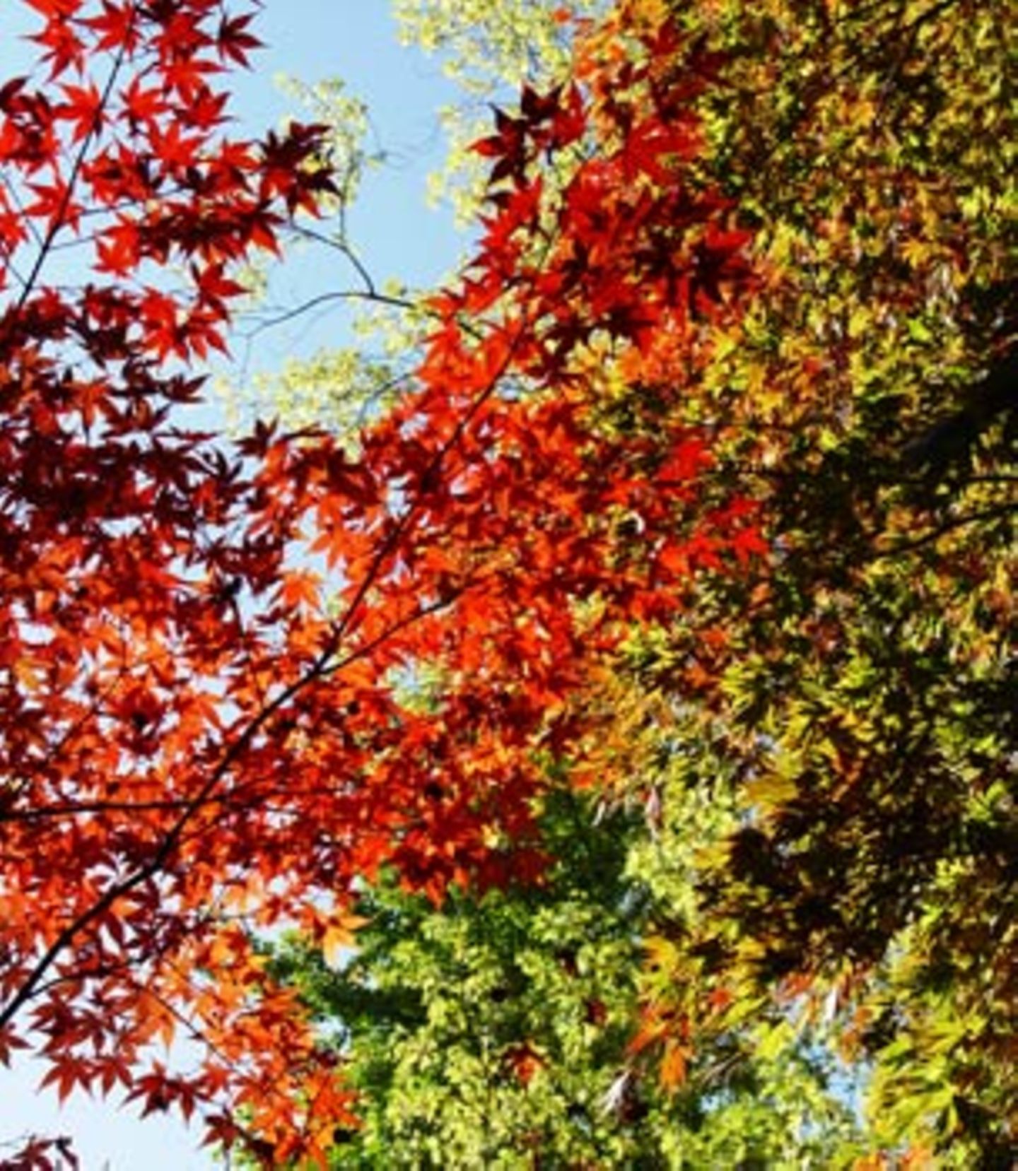 Herbstzauber: Fächerahorn (Acer palmatum)