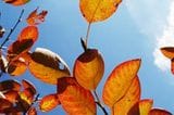 Herbstzauber: Felsenbirne (Amelanchier lamarckii)