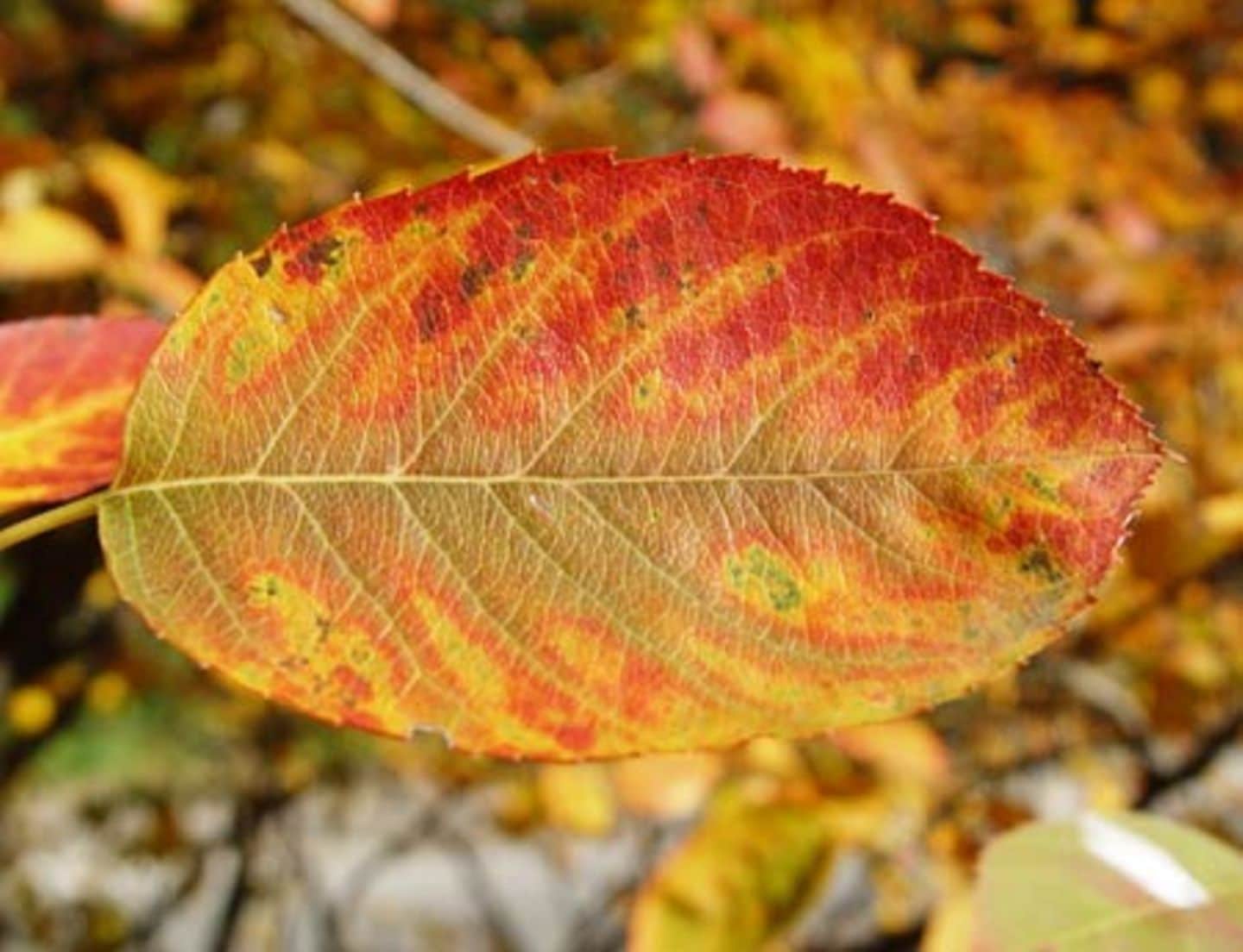 Herbstzauber: Blätter zum Basteln
