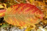 Herbstzauber: Blätter zum Basteln