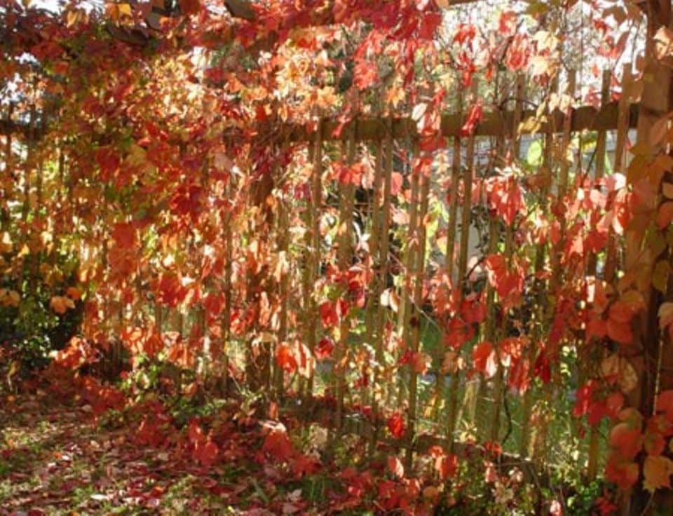 Herbstzauber: Wilder Wein (Parthenocissus)