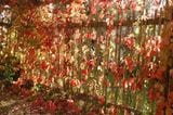 Herbstzauber: Wilder Wein (Parthenocissus)