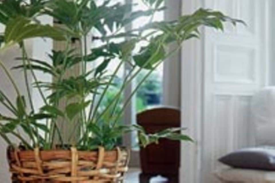 Schöne Zimmerpflanzen