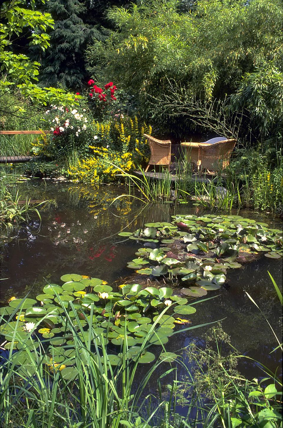 Gartenteich anlegen, bepflanzen und pflegen praktische Tipps