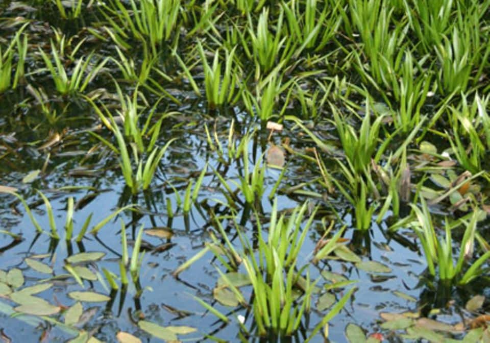 Im Juni kommen die Krebsscheren im Teich an die Oberfläche und zeigen ihre weißen Blüten.