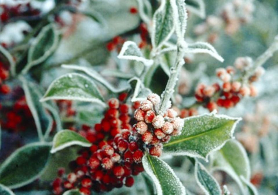 Im Dezember verwandelt Frost immergrüne Pflanzen in echte Schmuckstücke. Foto: PdM
