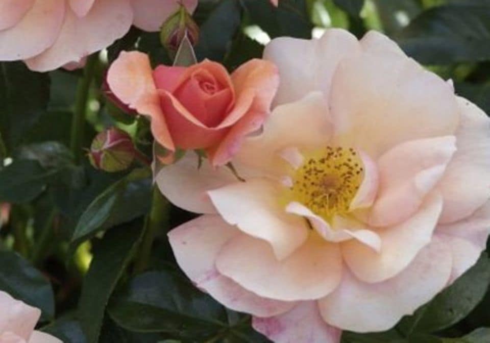 Wer üppig blühende Rosen im Garten will, kann sie auch noch bei frostfreiem Wetter im Dezember pflanzen.